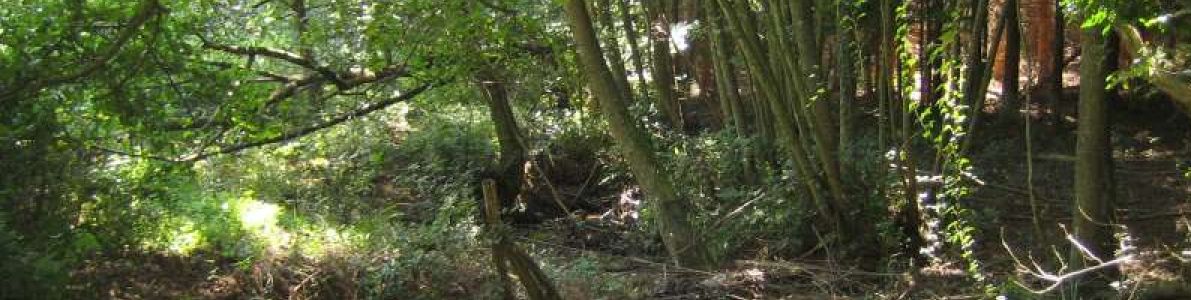 Réhabilitation du vallon du Toggenbach