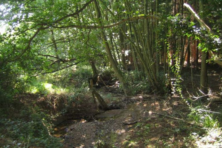 Réhabilitation du vallon du Toggenbach.