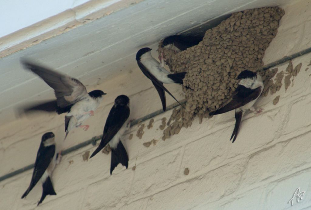 Installation de nichoirs pour oiseaux en alsace