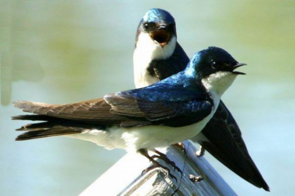 Installation de nichoirs pour oiseaux en alsace