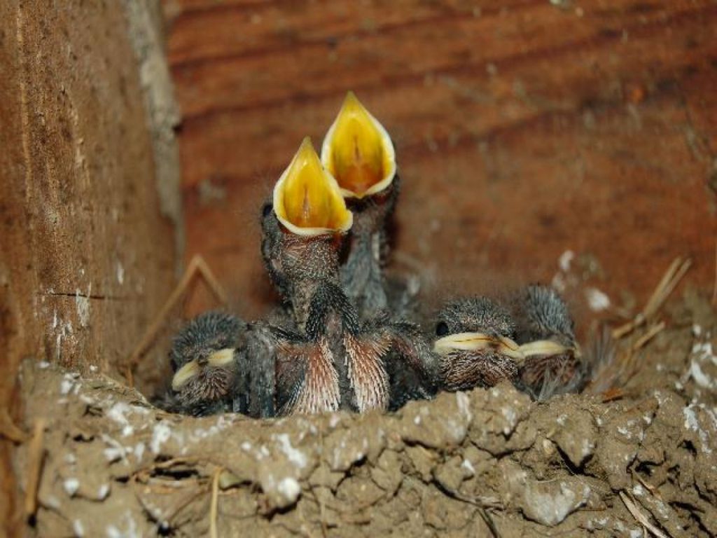 Installation de nichoirs pour oiseaux en alsace