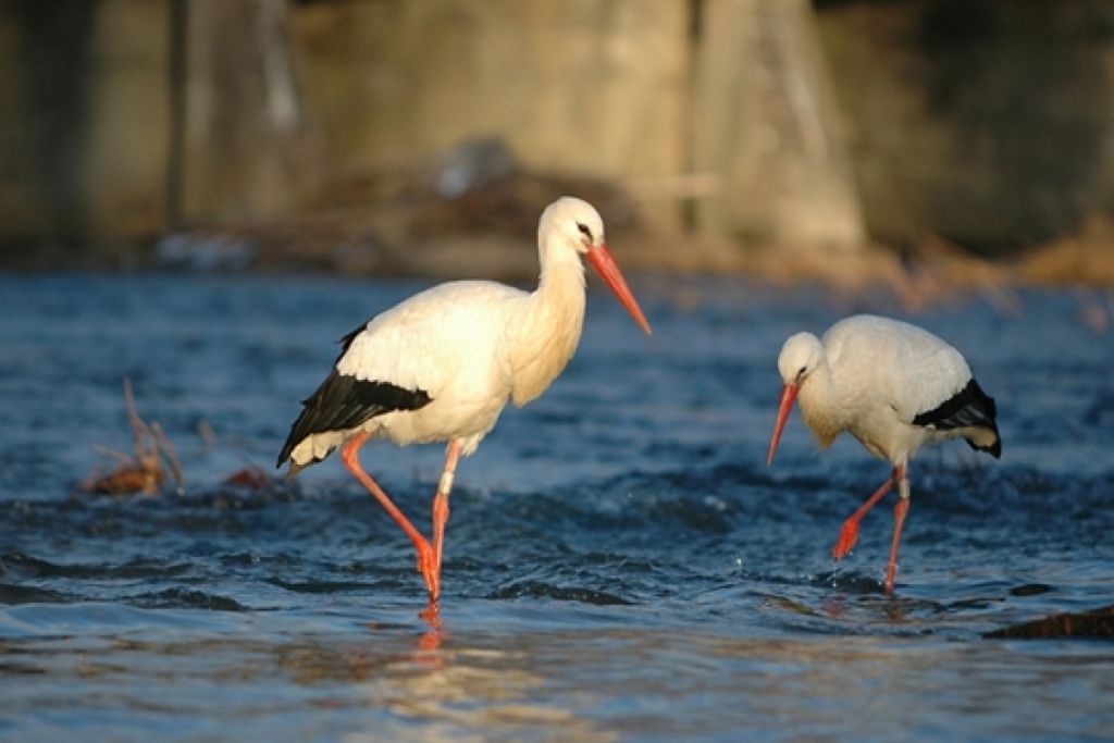 Installation d'un nid de cigogne en alsace