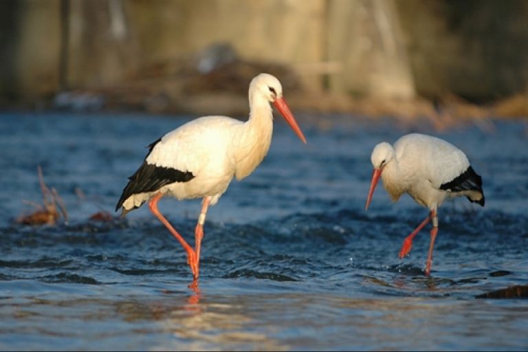 Installation d'un nid de cigogne en alsace