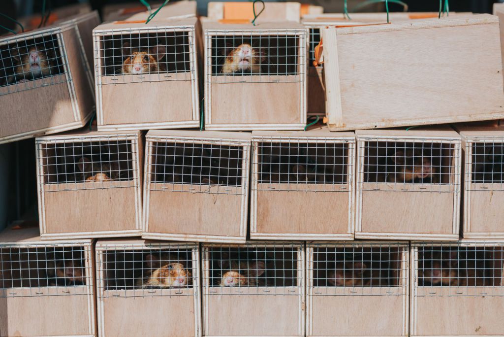Renaturation Alsace hamster