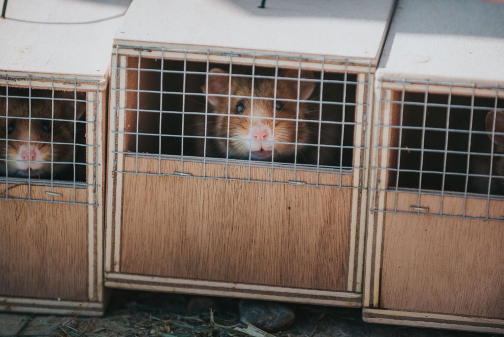 Renaturation Alsace hamster