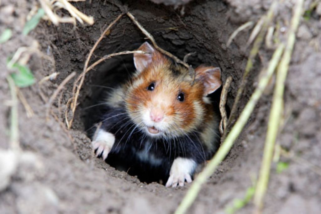 Travaux courant dans le cadre du programme de renforcement de la population de Grand Hamster d'Alsace