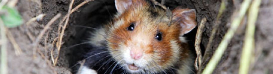 Travaux pour le renforcement des  Grands Hamsters d’Alsace