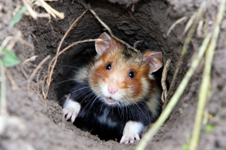 Travaux courant dans le cadre du programme de renforcement de la population de Grand Hamster d'Alsace