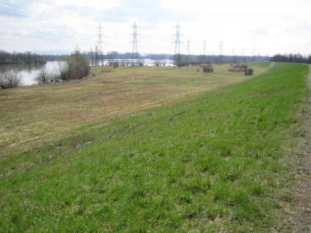 Restauration des milieux naturels rhénans