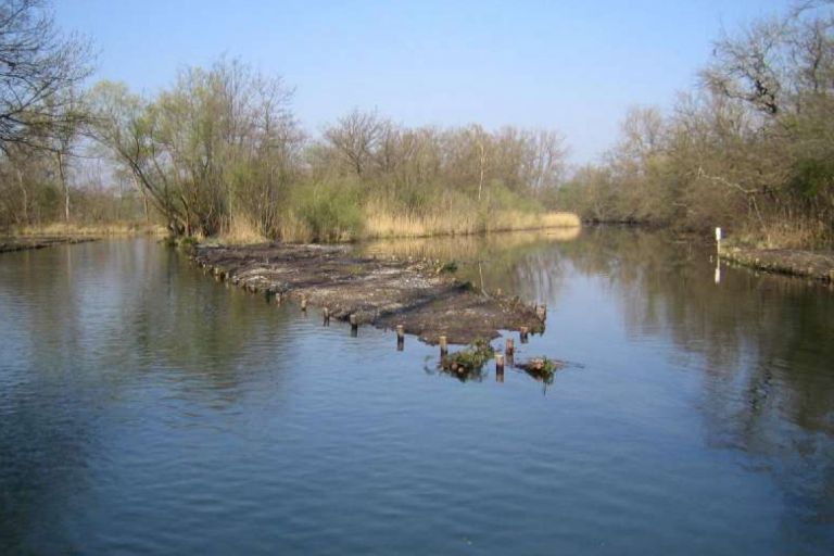 Revitalisation du Taubergiessen (ancien bras du Rhin).